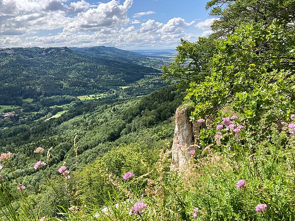 Talblick mit Blümchen im Vordergrund